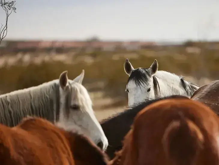 Cascade Trails Mustang Sanctuary